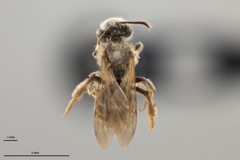 Media type: image;   Entomology 770948 Aspect: habitus dorsal view